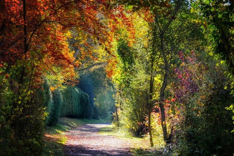 a forest filled with lots of trees next to a dirt road, a photo, by Antoni Brodowski, shutterstock, fine art, autum garden, full of colour 8-w 1024, backlit!!, romantic simple path traced