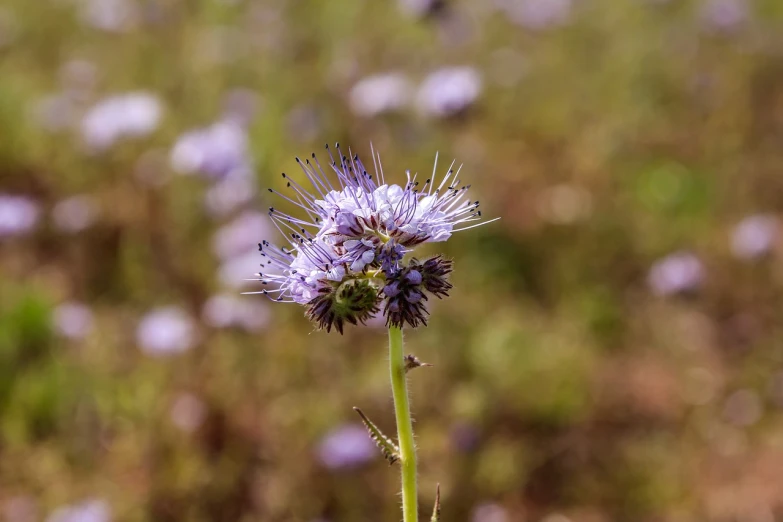 a close up of a flower in a field, hurufiyya, purple head, 7 0 mm photo