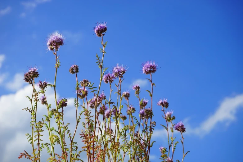 a bunch of purple flowers against a blue sky, hurufiyya, thistles, low angle photo