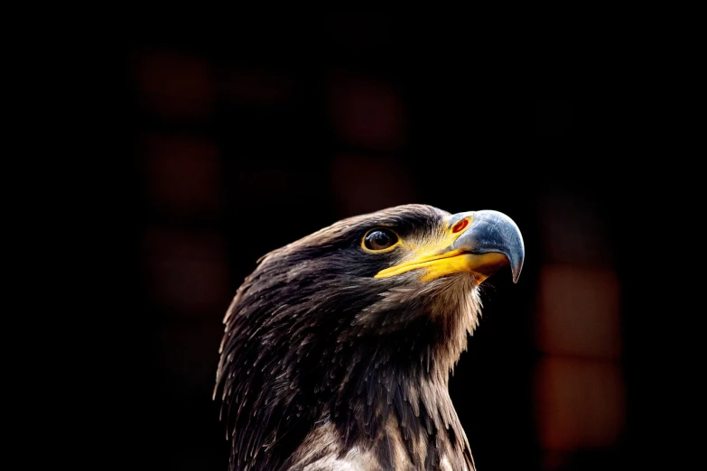 a close up of a bird of prey, a portrait, trending on pexels, hurufiyya, high contrast backlight, real picture taken in zoo, with a yellow beak, cinematic realistic photo