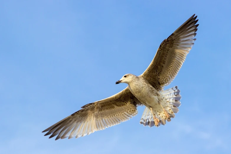 a bird that is flying in the sky, a picture, by Hans Schwarz, pexels, seagull, silver wings, 1647, low detail