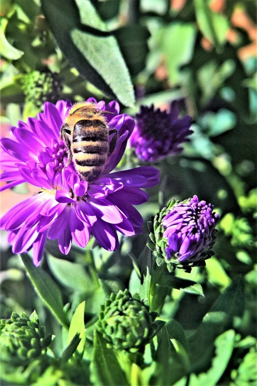 a bee sitting on top of a purple flower, by Aramenta Dianthe Vail, fine art, taken on iphone 14 pro, vivid colors!!, ari aster, at home