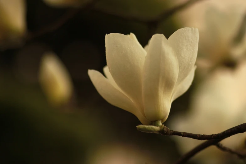 a close up of a white flower on a tree, by Xie Shichen, flickr, hurufiyya, magnolias, early morning light, shanghai, sienna