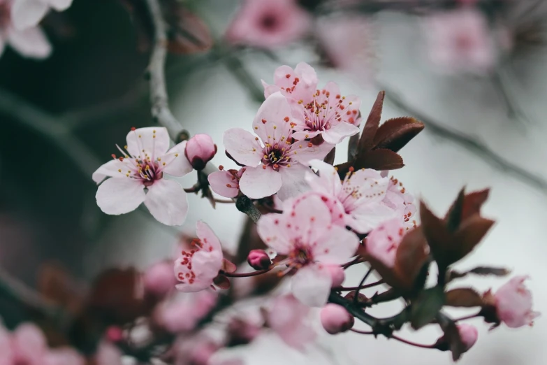 a close up of a bunch of flowers on a tree, trending on unsplash, romanticism, sakura bloomimg, artist unknown, cutecore, loosely cropped