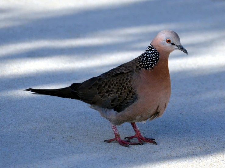 a close up of a bird on the ground, by Jan Rustem, flickr, sōsaku hanga, a spotted dove flying, on the sidewalk, standing, usa-sep 20