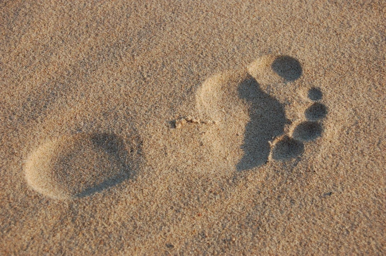 a pair of footprints in the sand on a beach, by Eduard von Steinle, symbolism, bottom - view, bear, morning detail, dezeen