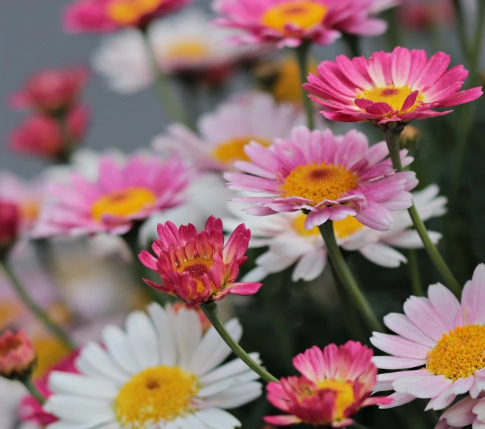 a bunch of pink and white flowers with yellow centers, a picture, by Yi Jaegwan, pexels, 1128x191 resolution, chrysanthemum eos-1d, portrait mode photo, gardening