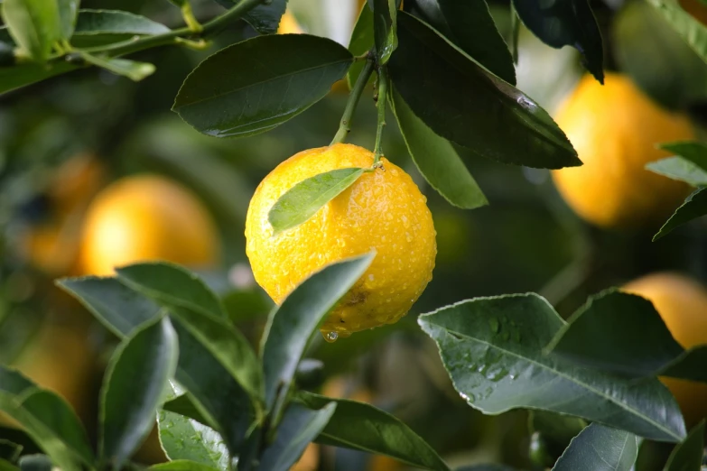 a close up of an orange on a tree, shutterstock, lemons, highly detailed product photo, 1/30, close up of iwakura lain