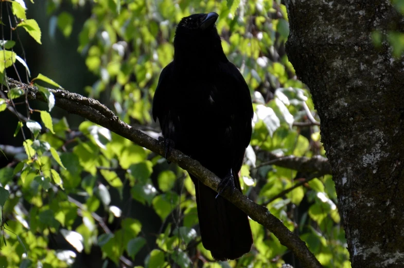 a black bird sitting on top of a tree branch, inspired by Gonzalo Endara Crow, flickr, hurufiyya, photograph credit: ap, kramskoi 4 k, rear-shot, southern slav features