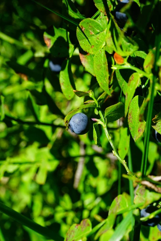 a close up of a bunch of blueberries on a tree, a macro photograph, hurufiyya, on a planet of lush foliage, boreal forest, hut, very sharp photo