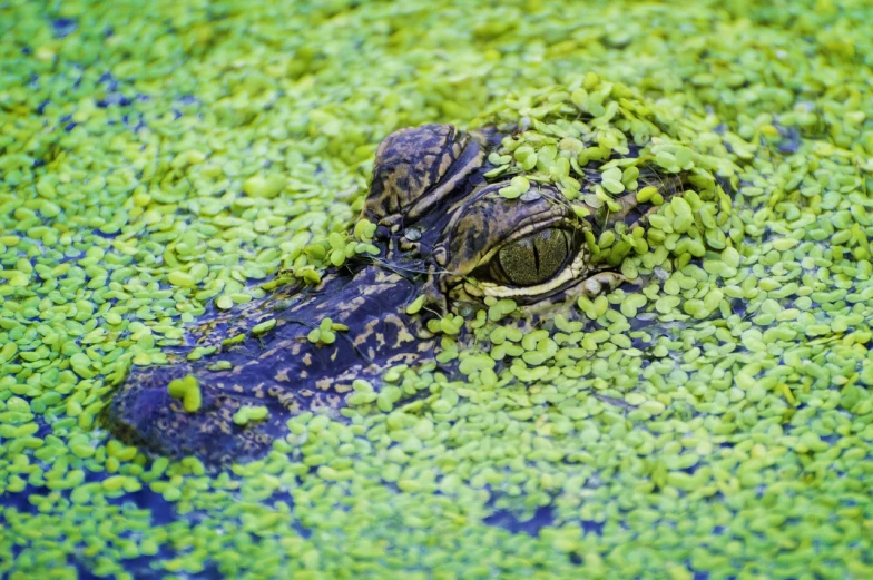 a turtle that is laying down in some water, a picture, by Arnie Swekel, shutterstock, vicious snapping alligator plant, moss in the shape of a face, highly detailed closeup portrait, stock photo