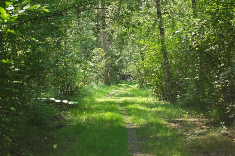 a dirt road running through a lush green forest, by Joseph von Führich, flickr, renaissance, hot summer sun, narrow footpath, gemmy woud binnendijk, wild forest!!! vegetation!!!