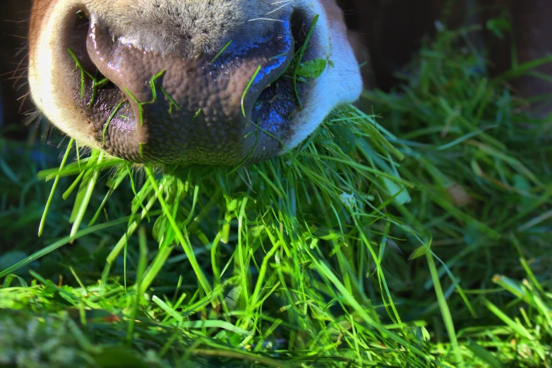 a close up of a cow eating grass, rasquache, herbs, facial closeup, giant pig grass, aquiline nose!!