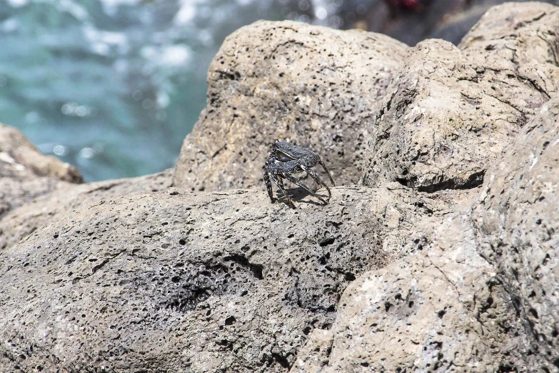 a close up of a bird on a rock near the ocean, happening, giant spider, fotografia, charred, locusts and flies