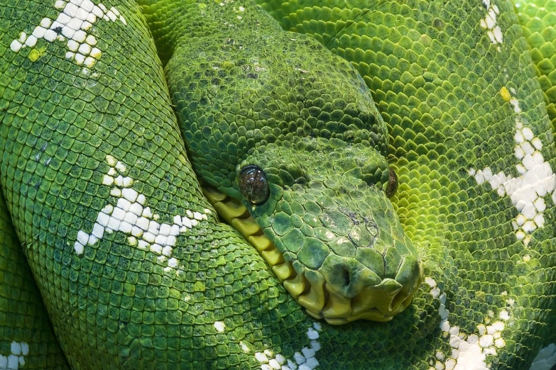 a close up of a large green snake, pixabay, scales covering her chest, yann arthus - bertrand, crown of snakes, in style of mike savad”