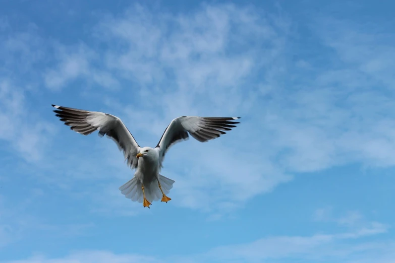 a seagull in flight against a blue sky, pexels, stock photo, worms eye view, arms outstretched, running freely