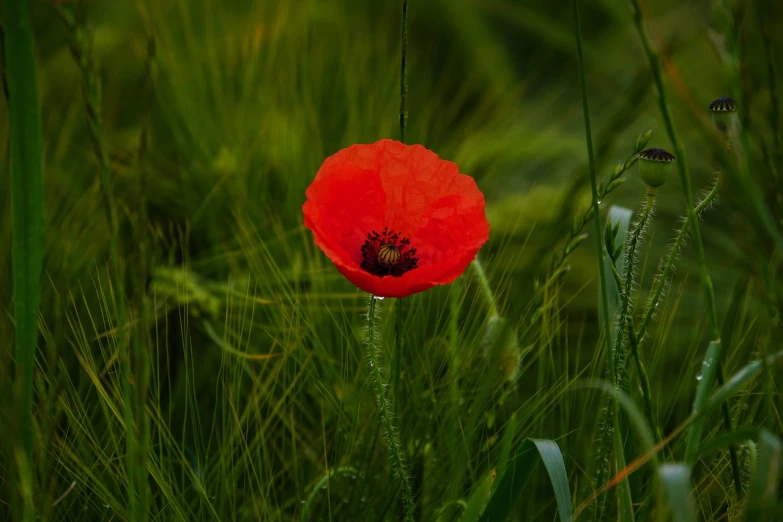 a red flower sitting on top of a lush green field, a stock photo, by Stefan Gierowski, dead but beautiful. poppies, in the rain in the early evening, shot on nikon z9, in a forest glade