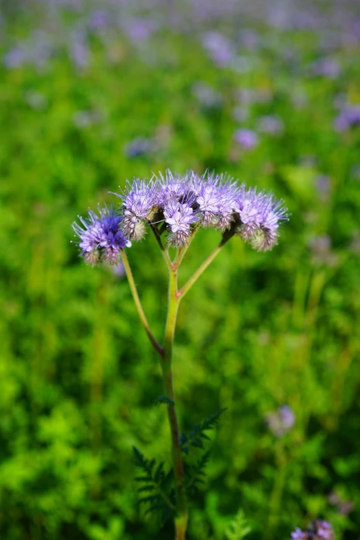 a close up of a purple flower in a field, a portrait, hurufiyya, mint, mid shot photo