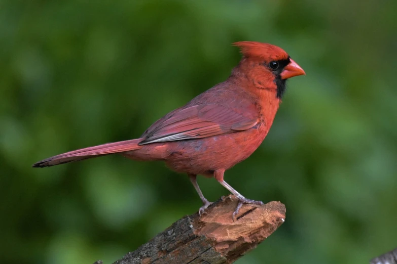 a red bird sitting on top of a tree branch, a portrait, by Paul Bird, pixabay contest winner, renaissance, older male, profile picture 1024px, aaron fallon, regal pose