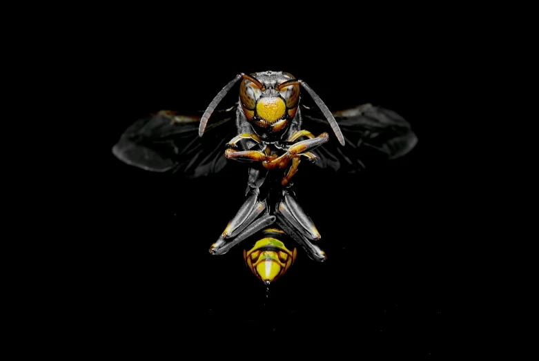 a close up of a bee on a black background, by Dietmar Damerau, featured on zbrush central, hyperrealistic photo of rayquaza, silver and yellow color scheme, toy photography, viewed from above