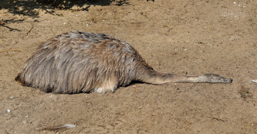 an ostrich laying on the ground in the dirt, flickr, img _ 9 7 5. raw, beaver, turnaround, slightly pixelated