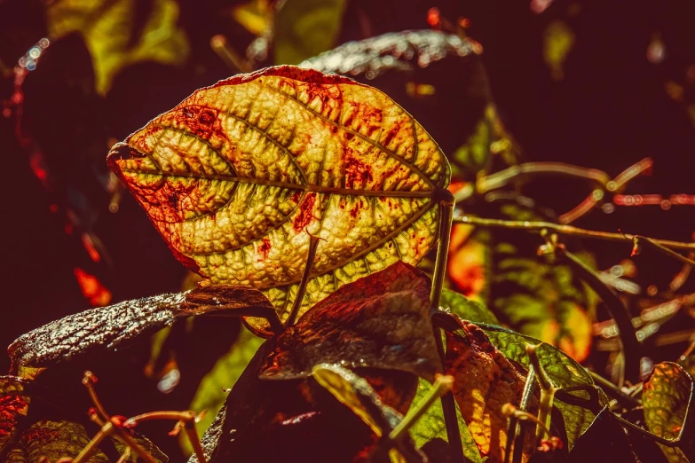 a close up of a leaf on a tree, a macro photograph, unsplash, art photography, full of colour 8-w 1024, some sunlight ray, poison ivy, vintage saturation