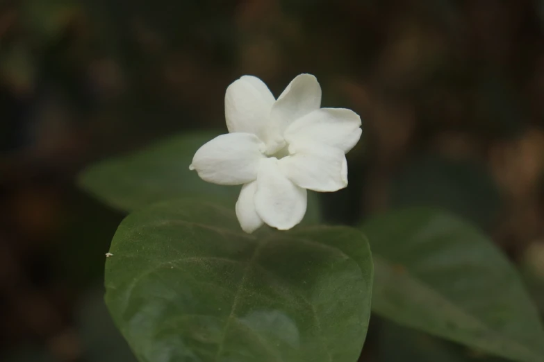 a white flower sitting on top of a green leaf, hurufiyya, flat triangle - shaped head, jade, lobelia, wikimedia