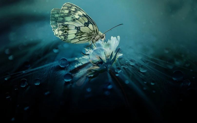 a butterfly that is sitting on a flower, by Marie Bashkirtseff, pixabay contest winner, romanticism, water art manipulation, marc adamus, deep blue mood, delicate rain