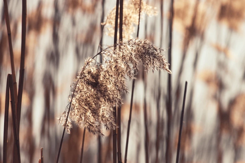 a close up of a bunch of tall grass, by Thomas Häfner, shutterstock, tonalism, tall grown reed on riverbank, warm and soft and subdued colors, 3d with depth of field, gold leaves