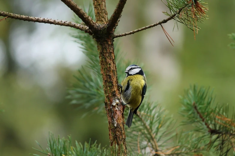 a small bird perched on a tree branch, a photo, by Dietmar Damerau, pexels, hurufiyya, pine, stock photo, productphoto