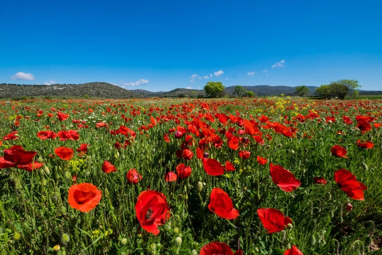 a field of red flowers with mountains in the background, a picture, by Karl Hagedorn, shutterstock, color field, ibiza, spring blooming flowers garden, daisies and poppies, stock photo