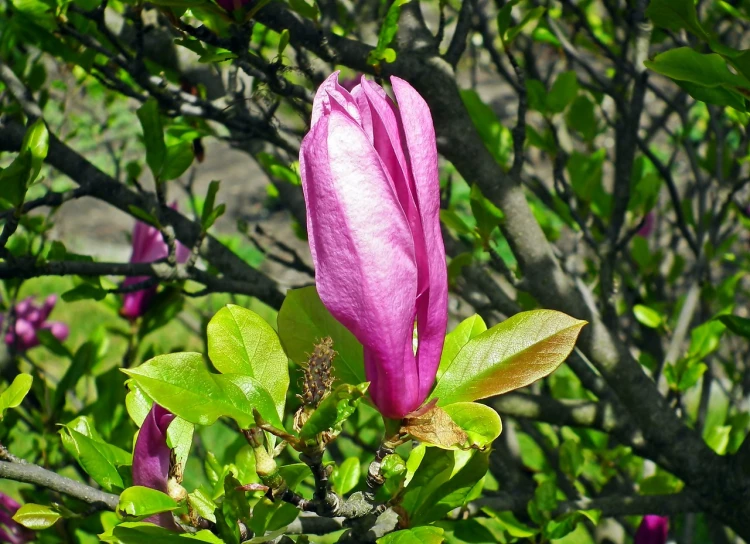 a close up of a flower on a tree, hurufiyya, magnolia, sharp photo