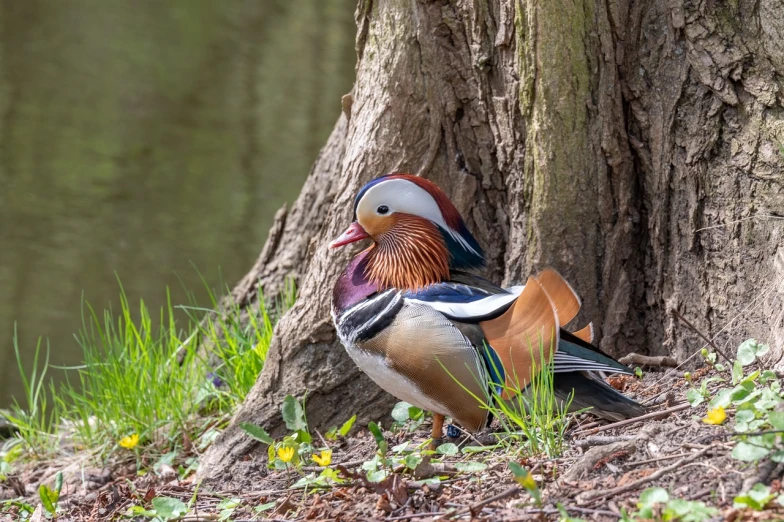 a bird sitting on the ground next to a tree, a portrait, by Dietmar Damerau, shutterstock, baroque, donald duck, animals mating, dressed in colorful silk, full shot photo