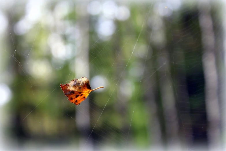 a leaf in the middle of a spider web, flickr, in the autumn forest, highly realistic photo, floating alone, on a bright day