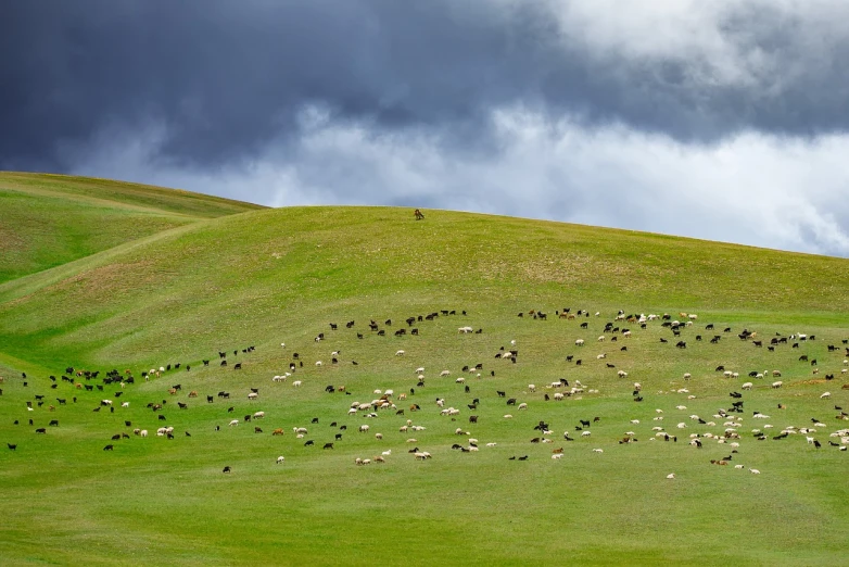 a herd of sheep grazing on a lush green hillside, shutterstock, mongol, overcast flat midday sunlight, whirling, 2 0 2 2 photo