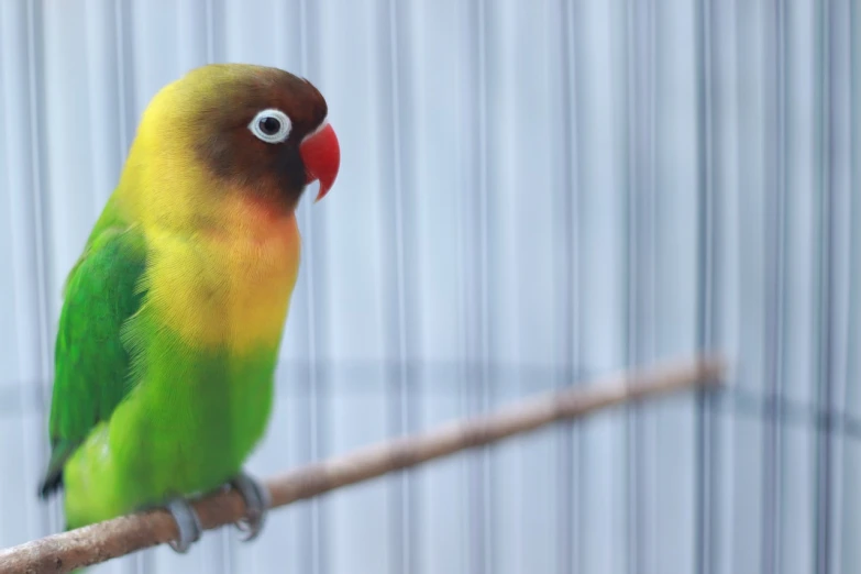 a green and yellow bird sitting on a branch, a pastel, flickr, cage, closeup photo