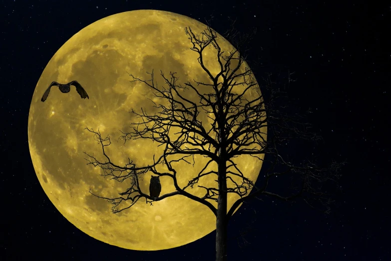two birds flying in front of a full moon, a photo, pixabay, surrealism, looks like a tree silhouette, yellow, owl, moonwalker photo