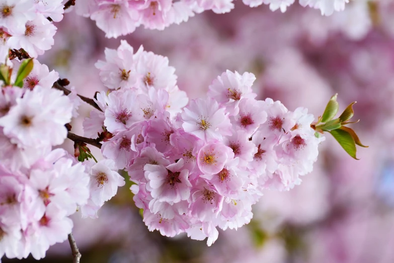 a close up of a bunch of pink flowers, a picture, by Shiba Kōkan, pexels, sōsaku hanga, sakura kinomoto, stock photo, 5 years old, detailed zoom photo