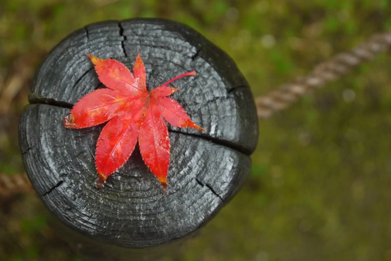 a red leaf sitting on top of a piece of wood, a picture, sōsaku hanga, amazingly composed image, focus, shodan, vivid)