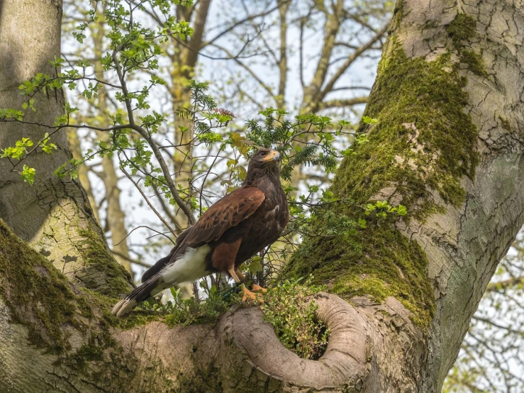 a bird perched on a branch of a tree, a portrait, by Jan Tengnagel, pixabay contest winner, renaissance, eagle eat snake, springtime morning, low dutch angle, bird\'s eye view