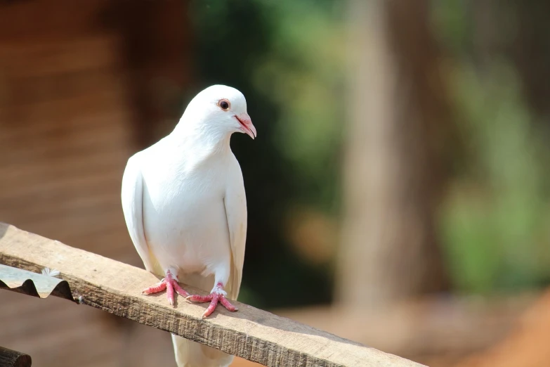 a white pigeon sitting on a piece of wood, a picture, shutterstock, beautiful girls, stock photo, shiny white skin, love peace and unity