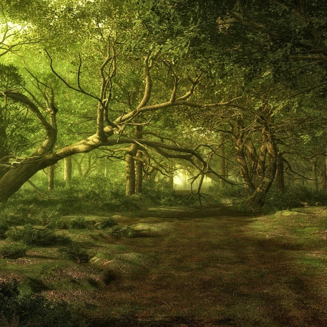 a forest filled with lots of green trees, trending on cg society, fantasy art, very realistic. low dark light, ancient oak forest, woodland setting, in serene forest setting