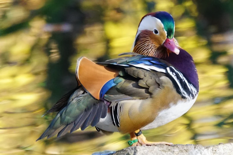 a close up of a bird on a rock, inspired by Jacob Duck, flickr, colorful plumage, armored duck, old male, doing an elegant pose