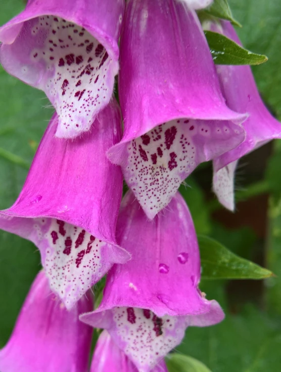 a close up of a bunch of purple flowers, by Anna Haifisch, holes in the lower jaw, bells, pink white and green, just after rain