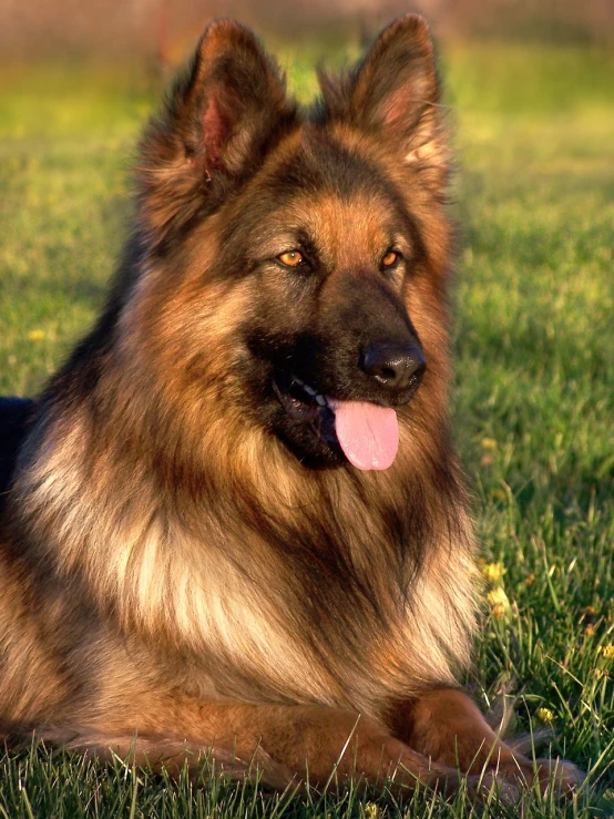 a large brown dog laying on top of a lush green field, renaissance, long fluffy fur, handsome face and beautiful face, germanic, an award winning