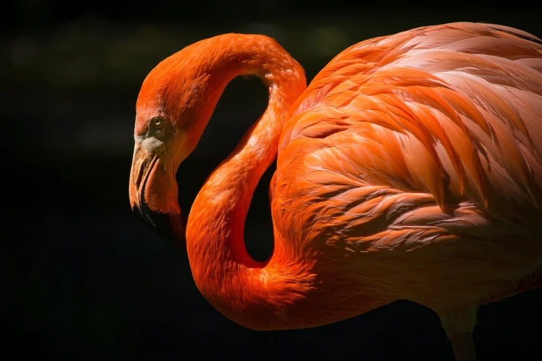 a close up of a flamingo's head and neck, a picture, by Hans Schwarz, pixabay, fantastic realism, orange glow, doing an elegant pose, wallpaper - 1 0 2 4, red bird