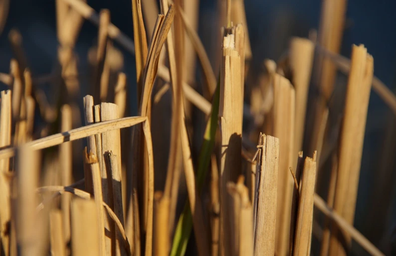 a close up of a bunch of dry grass, by David Simpson, shutterstock, small reeds behind lake, macro 8mm photo, highly detailed product photo, beautiful raking sunlight