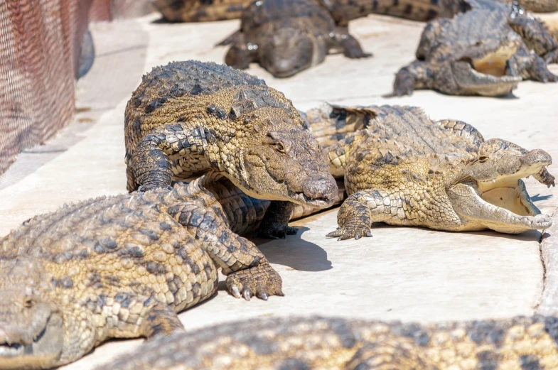 a group of alligators sitting next to each other, a picture, shutterstock, high quality photo, on the concrete ground, vacation photo, scorching heat