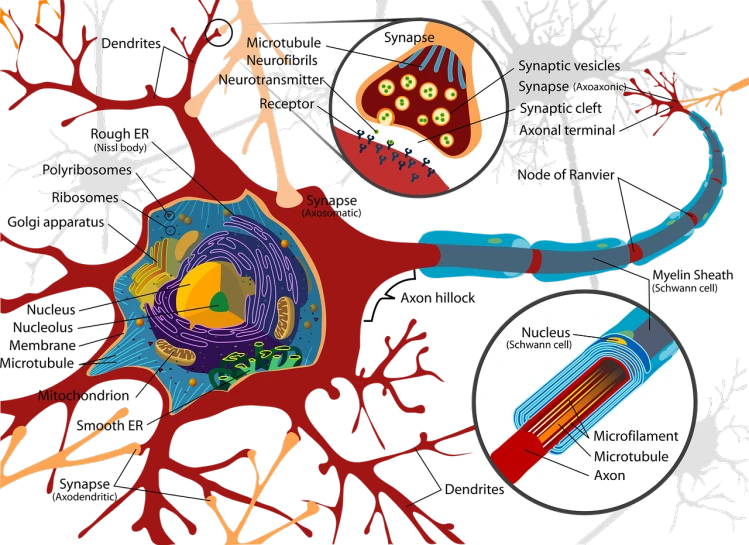 a diagram of the structure of a cell, an illustration of, by Siona Shimshi, shutterstock contest winner, conceptual art, immortal neuron, high contrast illustration, manga”, full color illustration