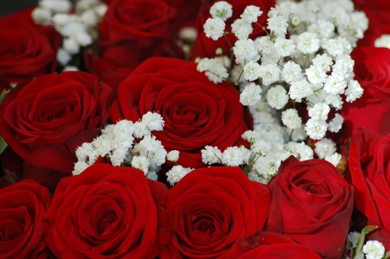 a close up of a bunch of red roses, by Steven Belledin, romanticism, gypsophila, 3 4 5 3 1, istock, detailed zoom photo